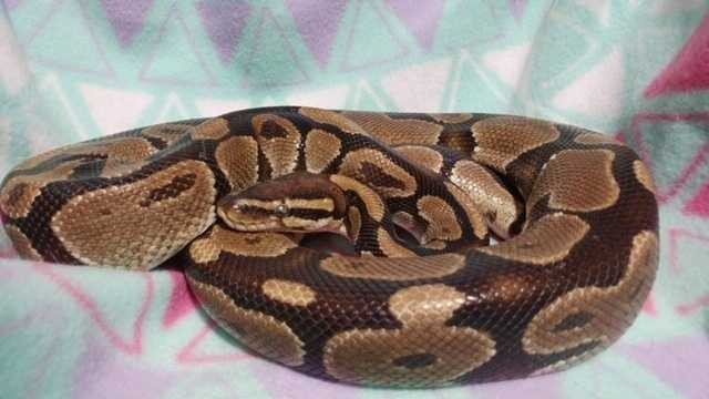 Adopt Cuddles a Snake reptile, amphibian, and/or fish in Pasco, WA (24995572)