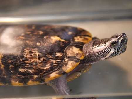 Adopt *FRED a Turtle - Other / Mixed reptile, amphibian, and/or fish in Las