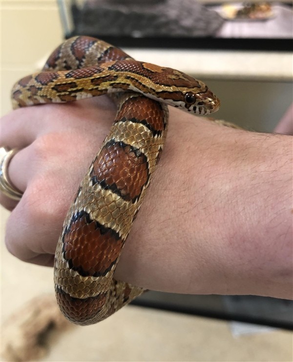 Adopt Drogo a Snake reptile, amphibian, and/or fish in Monterey, CA (24997542)