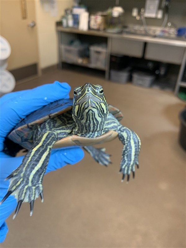 Adopt Frank a Turtle - Water reptile, amphibian, and/or fish in Monterey