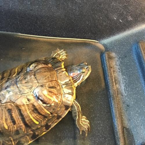 Adopt Penny Ling a Turtle - Other reptile, amphibian, and/or fish in Burlingame