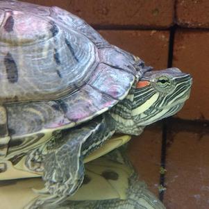 Adopt Ellen a Turtle - Other / Turtle - Other / Mixed reptile, amphibian