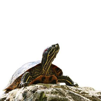 Adopt Daisy a Turtle - Water / Turtle - Water / Mixed reptile, amphibian