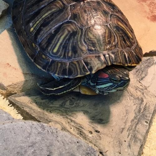 Adopt Vicky a Turtle - Other reptile, amphibian, and/or fish in Burlingame