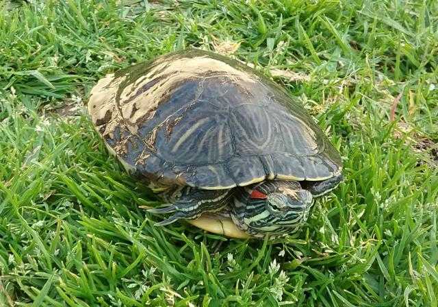 Adopt *SATTAR a Turtle - Water / Mixed reptile, amphibian