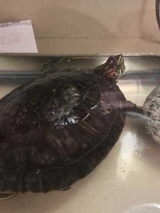 Adopt Crush a Turtle - Other / Turtle - Other / Mixed reptile, amphibian