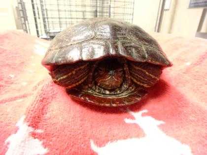 Adopt Charles a Turtle - Other / Mixed reptile, amphibian