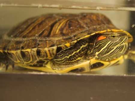 Adopt *JONES a Turtle - Other / Mixed reptile, amphibian