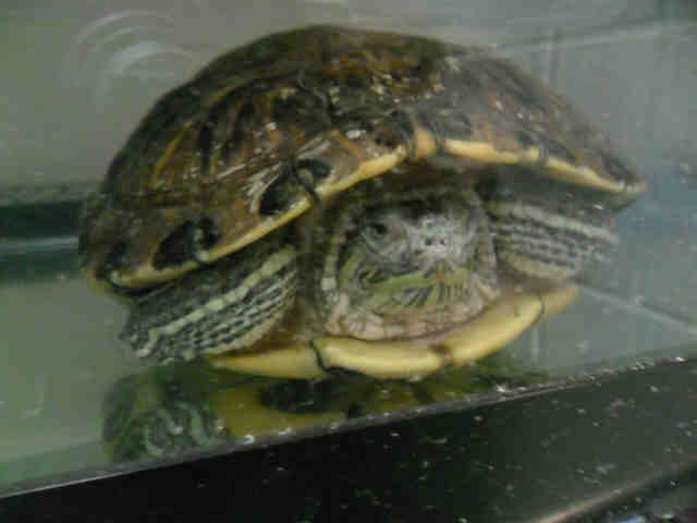Adopt BABY D a Turtle - Water / Mixed reptile, amphibian