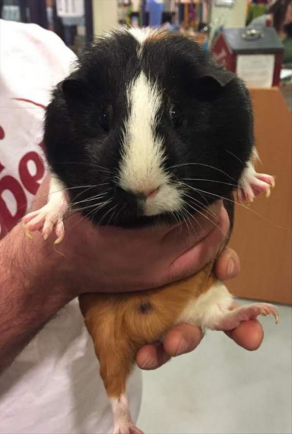 Adopt Lilly a Guinea Pig small animal in Charlottesville, VA (24262952)