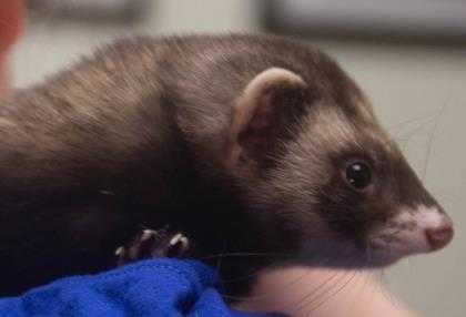 Adopt Biggie a Black Ferret / Mixed small animal in Worcester, MA (24670564)
