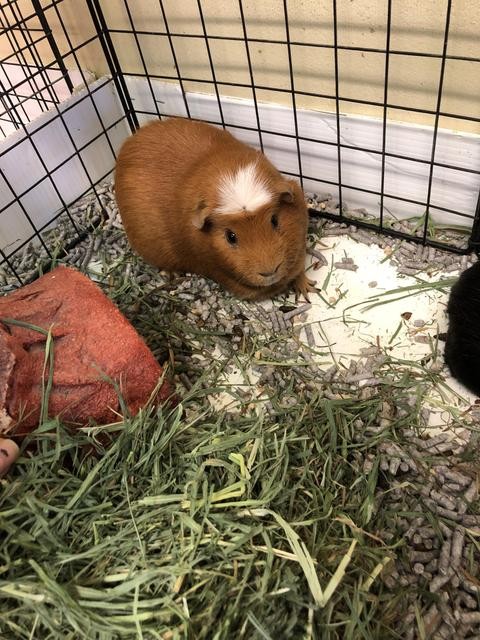 Adopt Conner, Murphy a Guinea Pig small animal in Las Vegas, NV (25007789)