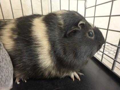 Adopt Linus a Black Guinea Pig / Guinea Pig / Mixed small animal in Honolulu
