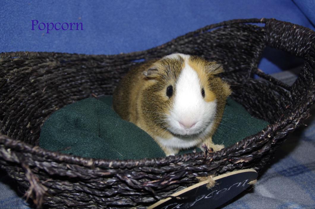 Adopt Popcorn a Brown or Chocolate Guinea Pig (short coat) small animal in