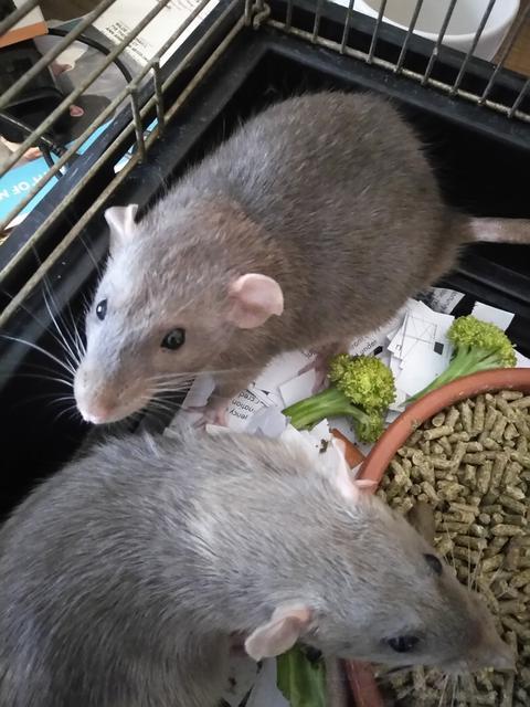 Adopt Penny a Rat