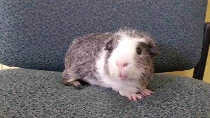 Adopt Badger a White Guinea Pig / Guinea Pig / Mixed small animal in Lowell