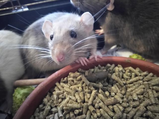 Adopt Quentin a Rat