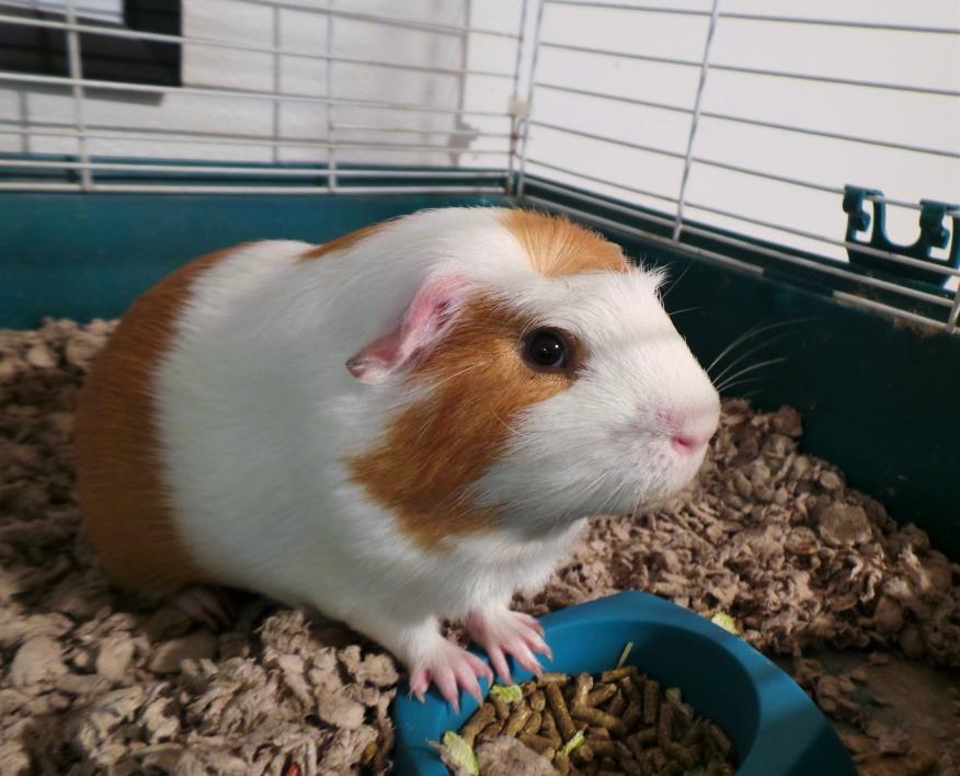 Adopt Thimball a Guinea Pig