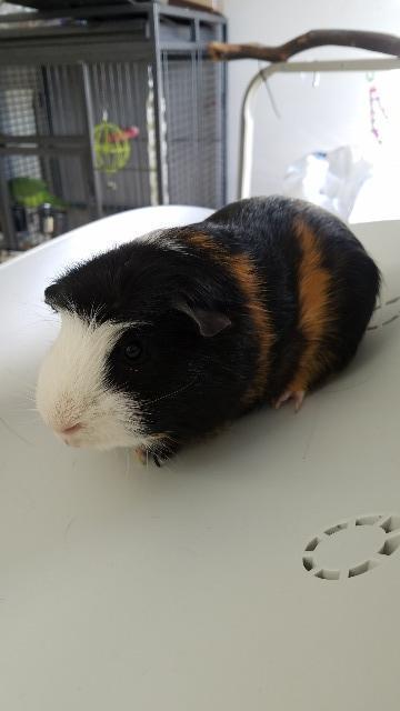 Adopt Sherman a Guinea Pig