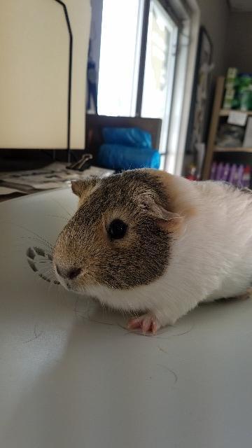 Adopt Sheldon a Guinea Pig