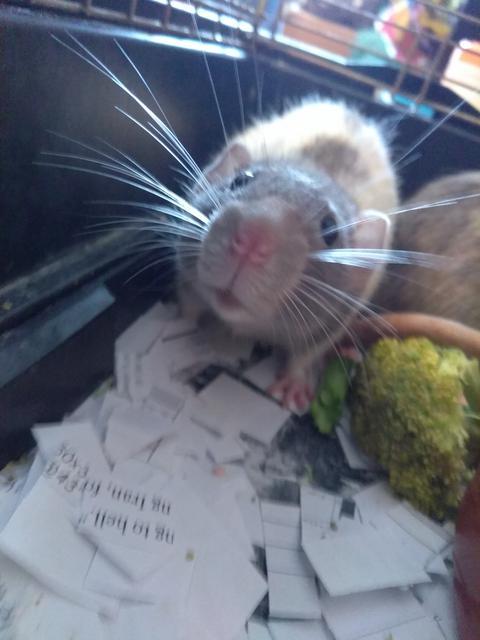 Adopt Elliot a Rat