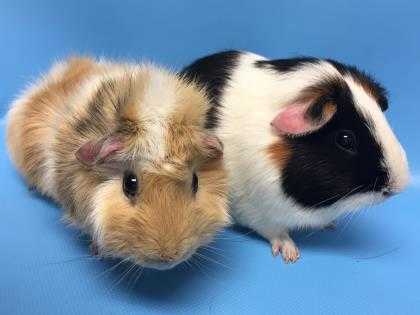 Adopt Low Key a Black Guinea Pig / Mixed small animal in Golden Valley