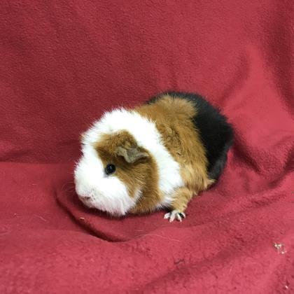 Adopt Fred a Orange Guinea Pig / Guinea Pig / Mixed small animal in Tampa
