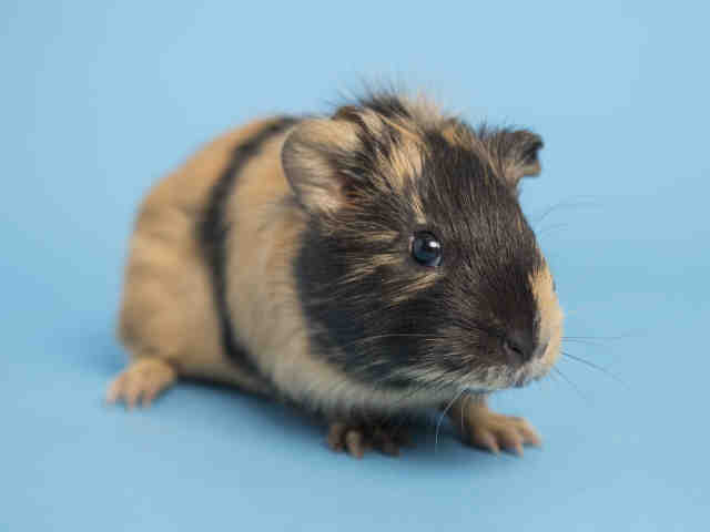 Adopt a Golden Guinea Pig / Mixed small animal in Phoenix, AZ (20545509)