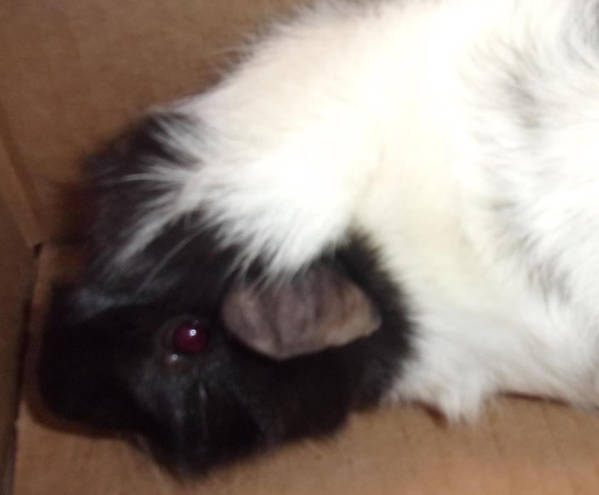 Adopt Skunk a Guinea Pig small animal in Raleigh, NC (20536725)