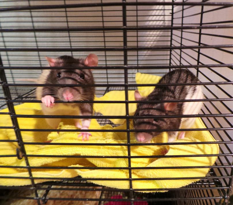 Adopt Escapeeece & Rae a Rat