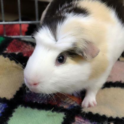 Adopt Chester a Guinea Pig