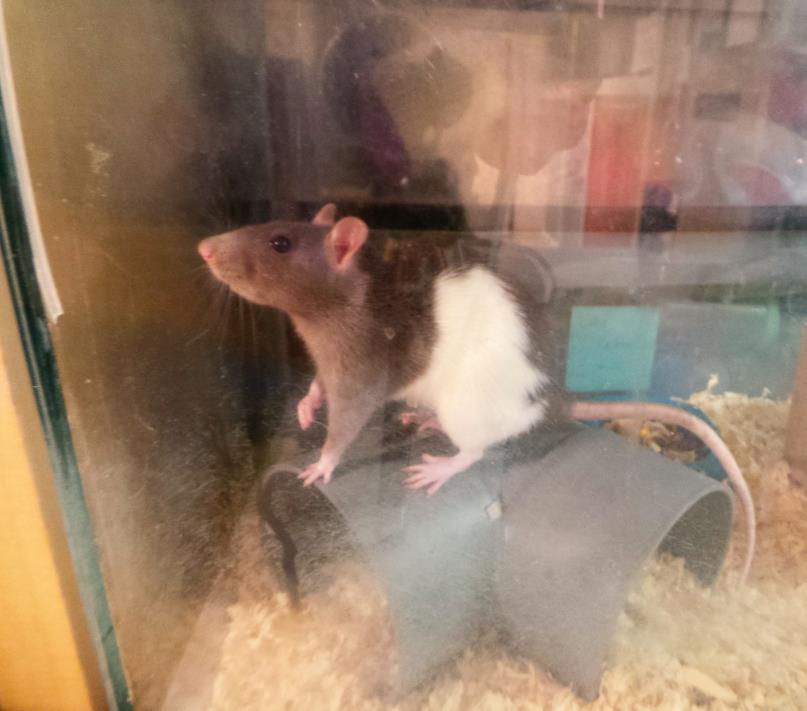 Adopt Pepper a Rat