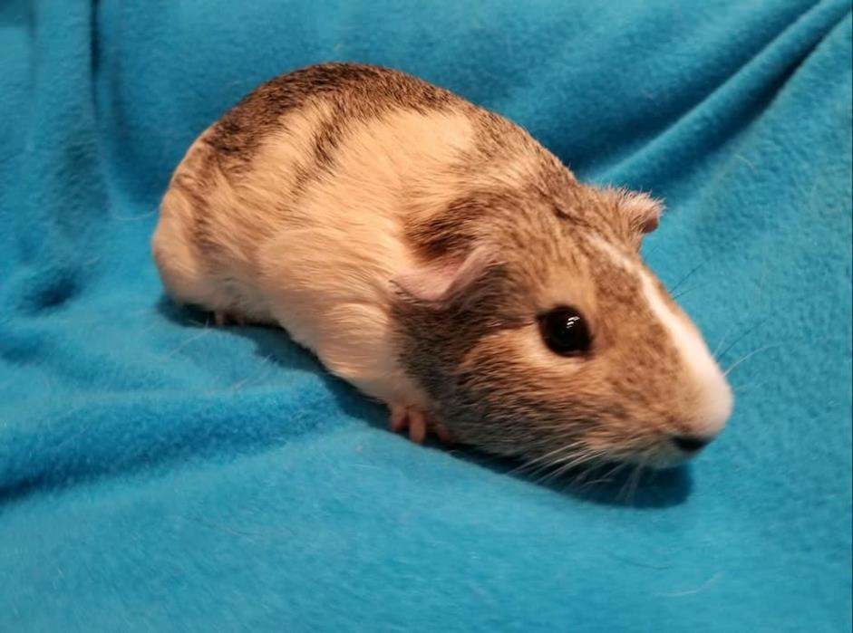 Adopt Maizy a Guinea Pig