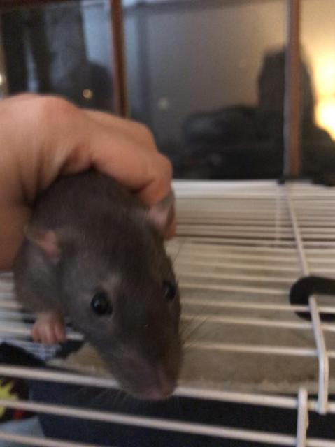 Adopt Truman a Rat