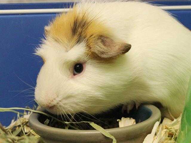 Adopt T-REX a White Guinea Pig / Mixed small animal in Fort Wayne, IN (24846463)
