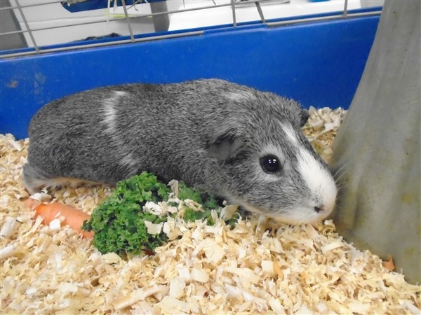 Adopt Snuggles a Guinea Pig small animal in Raleigh, NC (25005134)