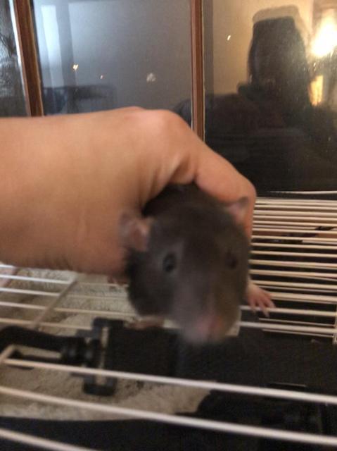 Adopt Harrison a Rat