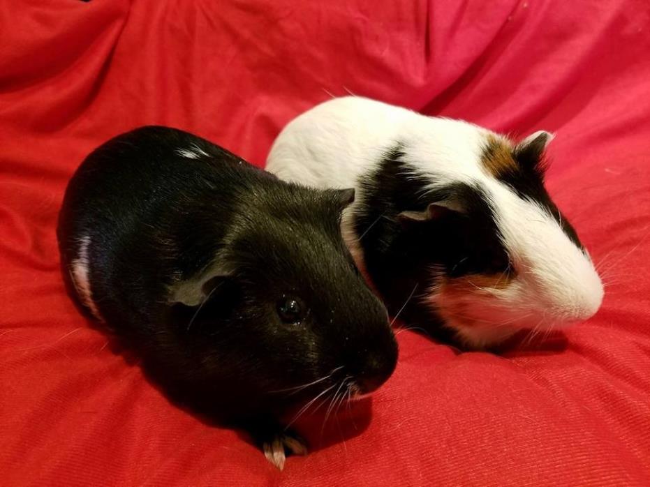 Adopt Turner & Hooch a Black Guinea Pig (short coat) small animal in South Bend