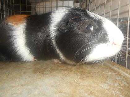 Adopt 37561158 a Black Guinea Pig / Mixed small animal in Arlington