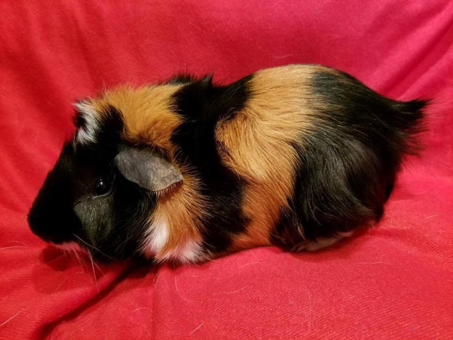 Adopt Jack a Black Guinea Pig (short coat) small animal in South Bend