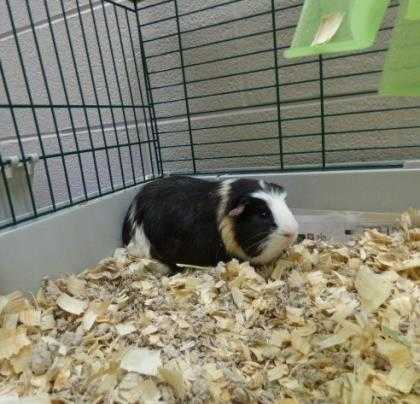 Adopt 37561166 a Black Guinea Pig / Mixed small animal in Arlington