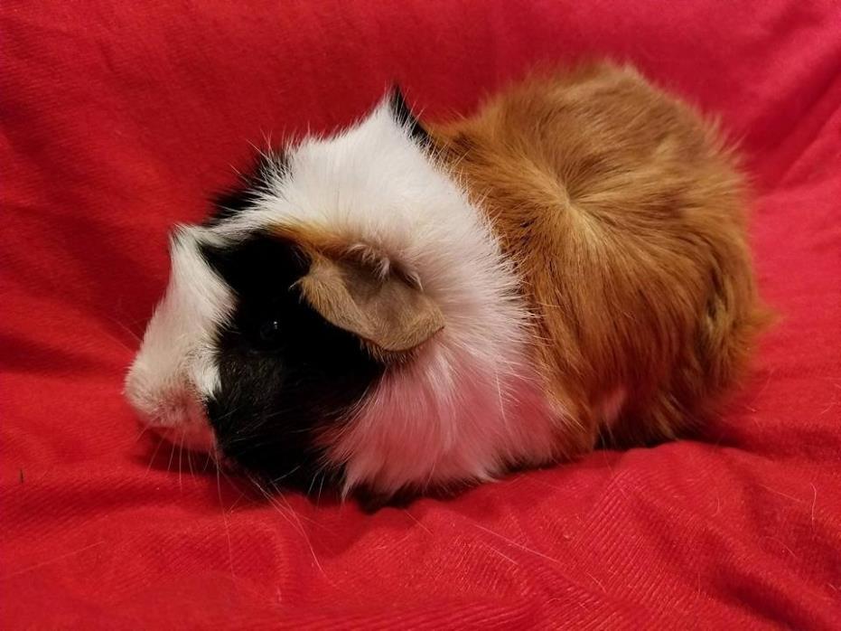 Adopt Pumpkin a Calico Guinea Pig (short coat) small animal in South Bend