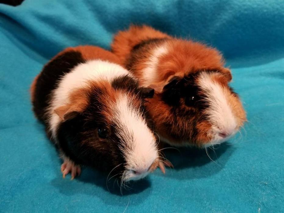 Adopt Clover and Meadow a Calico Guinea Pig (short coat) small animal in South