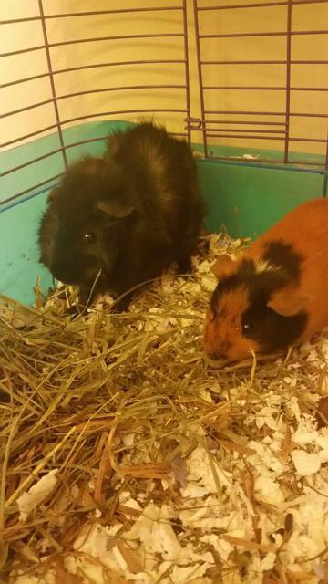 Adopt Ginger, Scary a Guinea Pig