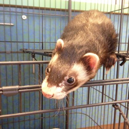 Adopt Baxter a Brown or Chocolate Ferret / Mixed small animal in Milwaukee