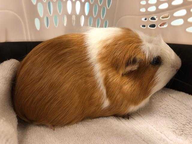 Adopt RUMCHELLA a Red Guinea Pig / Mixed small animal in Tacoma, WA (24852583)