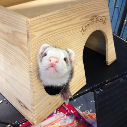 Adopt Oliver a Cream Ferret / Mixed small animal in Milwaukee, WI (20520821)