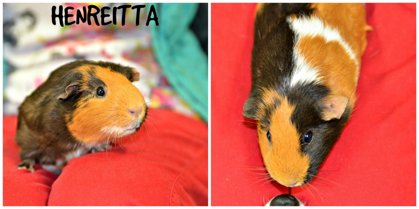 Adopt Henrietta a Guinea Pig