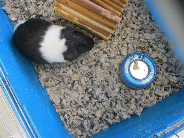Adopt OREO a Black Guinea Pig / Mixed small animal in Waterford, VA (24854491)