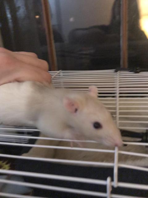 Adopt Buchanan a Rat